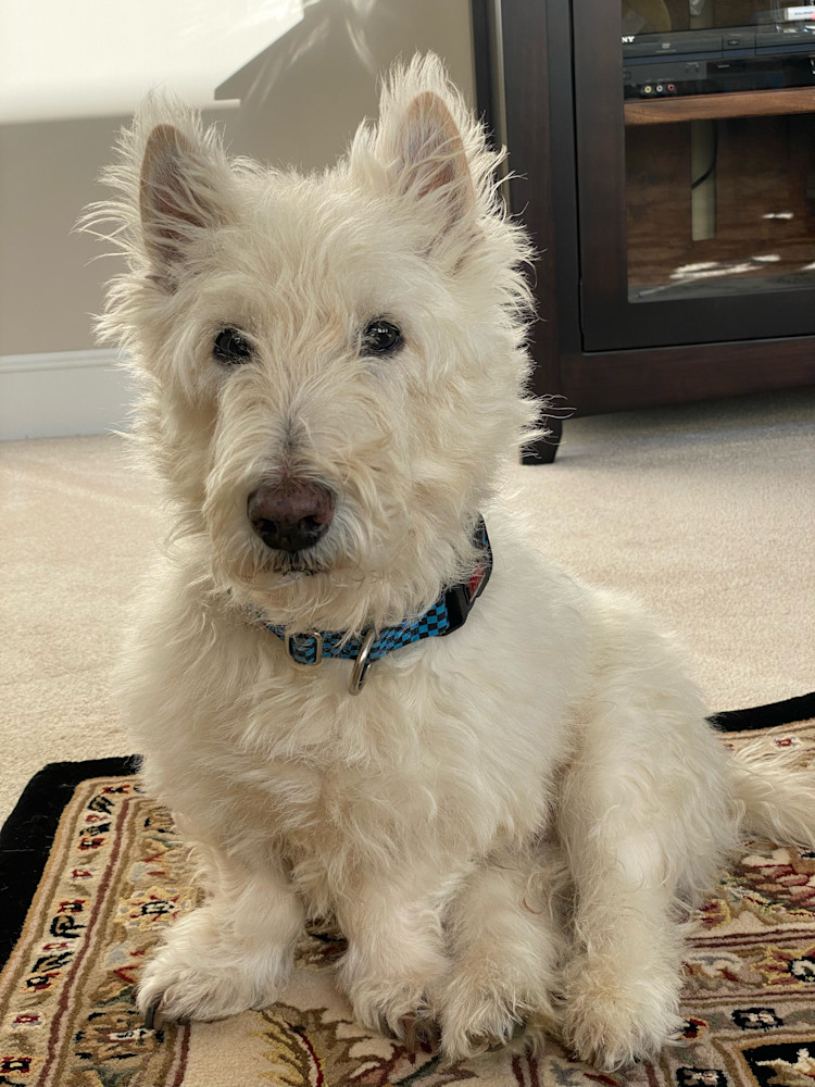 Canton Animal Hospital 's Bruno Dog