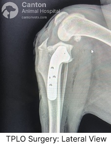 This post-TPLO X-ray (lateral view) confirms a successful osteotomy, with secure plate and screw placement, ensuring proper healing and restored knee stability.