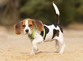 A young dog displays intermittent lameness in the right hind leg caused by medial patellar luxation. Early diagnosis and treatment can restore normal mobility.