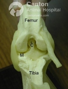 This canine stifle joint model showcases the ACL (CCL), femur, tibia, patella, and meniscus, providing a clear anatomical reference for knee structure and function.