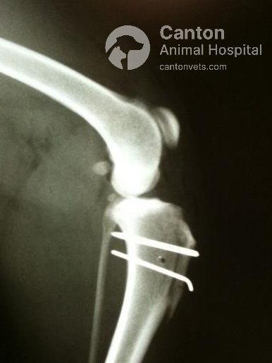 Post-operative X-ray of a dog's knee after Patella Alta surgery, showing proper patellar alignment and stabilization following tibial tuberosity transposition