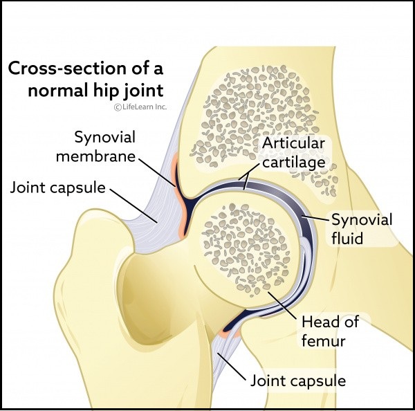 “Illustration of a normal hip joint in dogs, showing a well-formed ball-and-socket structure with smooth alignment. A healthy canine hip joint allows for pain-free movement and stability. Learn more about dog hip health at Canton Animal Hospital in Michigan.”
