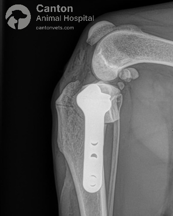 This post-TPLO lateral X-ray shows a well-aligned osteotomy, proper plate and screw placement, and restored tibial plateau stability for ACL repair healing.