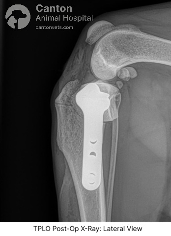 TPLO Surgery for Dogs | Canton Animal Hospital, Michigan | Canton ...