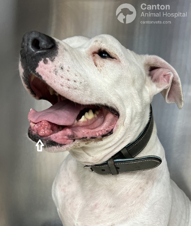 Dog with oral mass shown before undergoing rostral mandibulectomy; surgery performed to remove tumor and restore comfort.