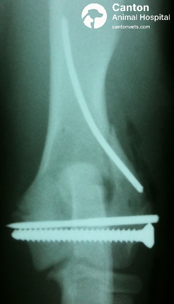 X-ray of a dog’s elbow showing successful internal fixation of a lateral humeral condylar fracture using a transcondylar lag screw and Kirschner wire.