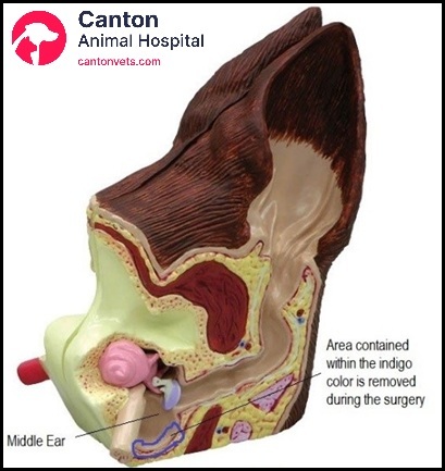 Labeled anatomical model displaying the tympanic bulla and middle ear structures removed during VBO surgery in pets with chronic ear disease.