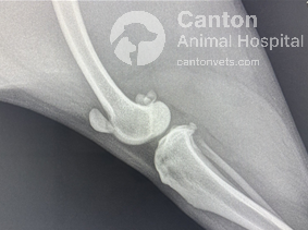 X-ray of a dog’s knee displaying a high-riding patella (Patella Alta), a condition where the kneecap is abnormally positioned above the trochlear groove.