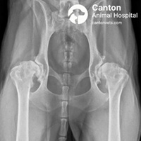 X-ray showing advanced hip dysplasia with severe bilateral degenerative joint disease in a dog, including joint remodeling and loss of joint space.
