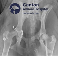 X-ray showing repaired hip joint luxation in a dog using toggle pin fixation to restore joint stability after traumatic dislocation.