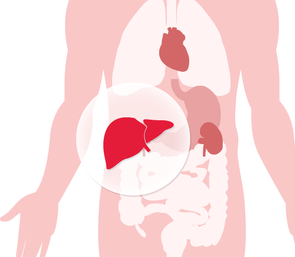 Diagramme des organes humains avec le foie en surbrillance