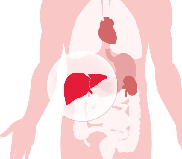 Diagramme des organes humains avec le foie en surbrillance