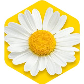 Chamomile