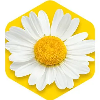 Chamomile