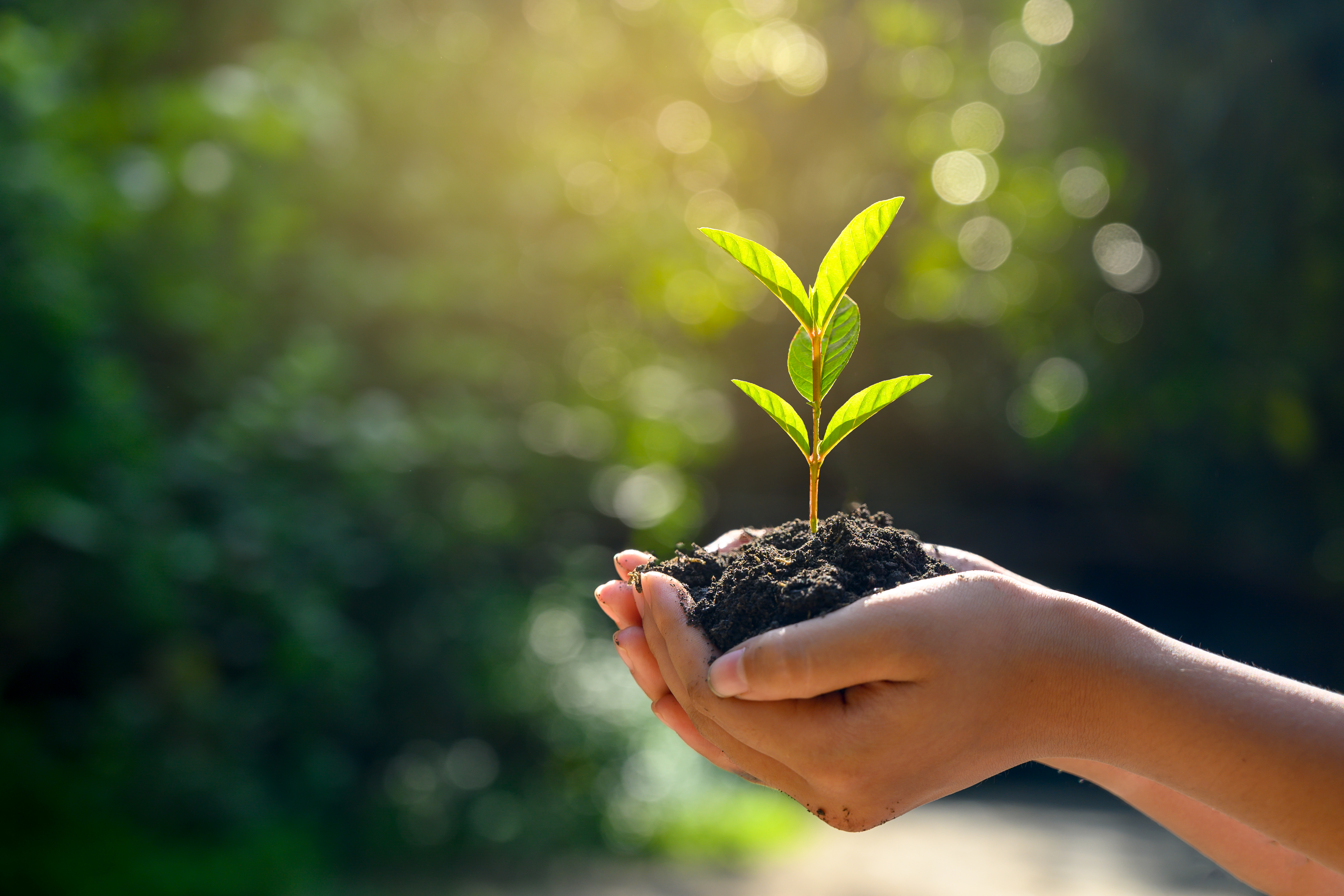 Main tenant une petite plante sur fond vert avec la lumière du soleil matinale