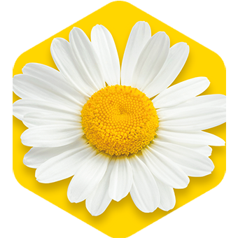 Chamomile