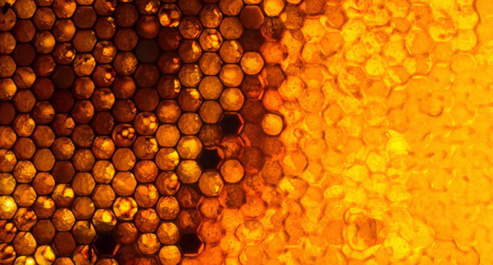 A close up of a honeycomb