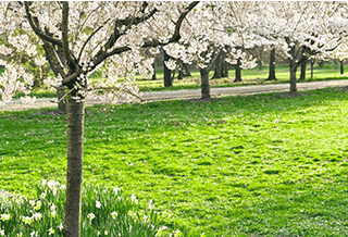 Cherry blossoms at a park