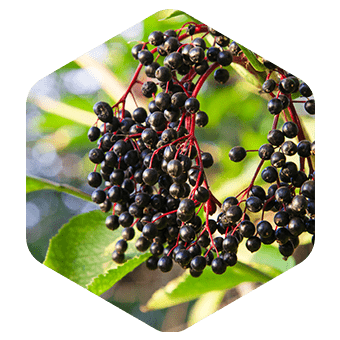 Elderberry