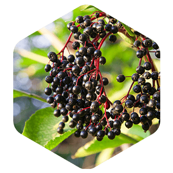 Elderberry