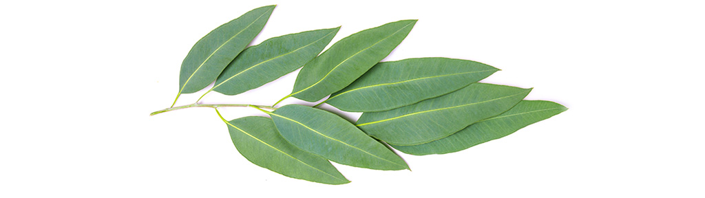 Listerine aux huiles essentielles - branche d'eucalyptol