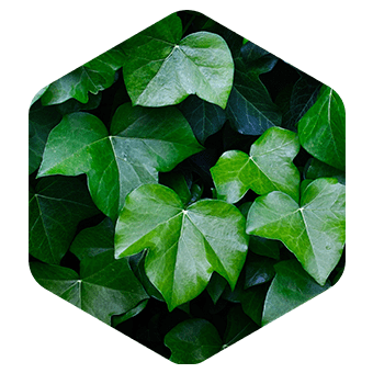 English Ivy Leaf