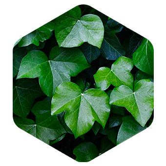 English Ivy Leaf