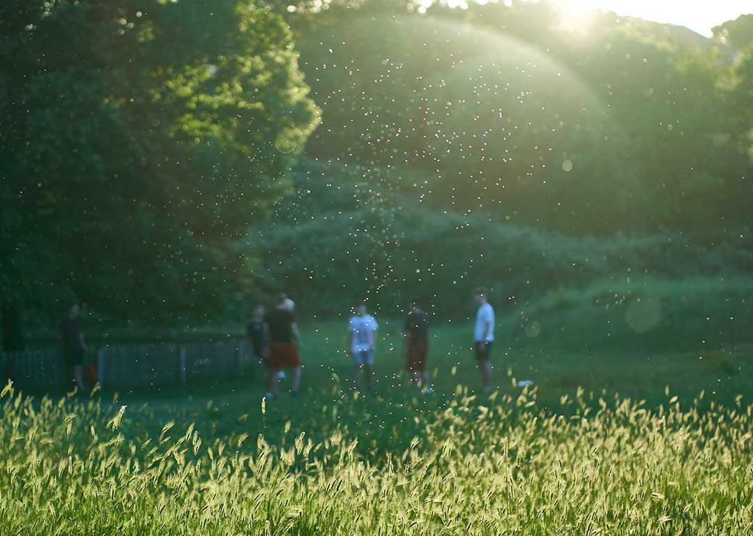 Pollen dans l'air