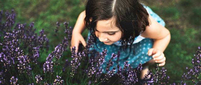 Toddler smelling lavendar flowers