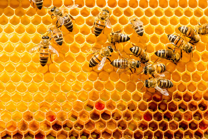 Bees on honeycomb