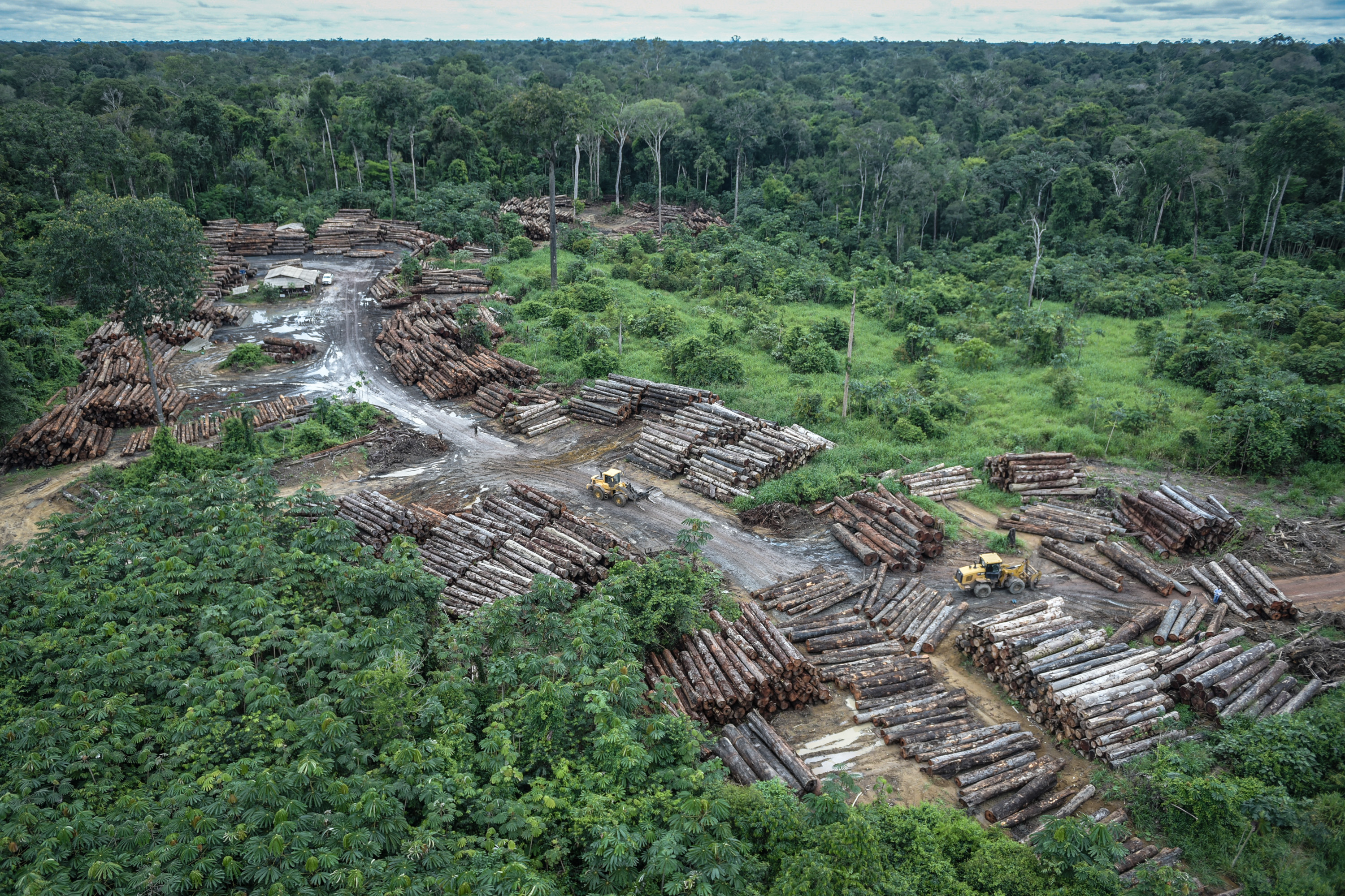 7,387 tree trunks from illegal clearing in the Pirititi Indigenous Land, southern Roraima, Brasil. Felipe Werneck / Ascom / Ibama, 2018.