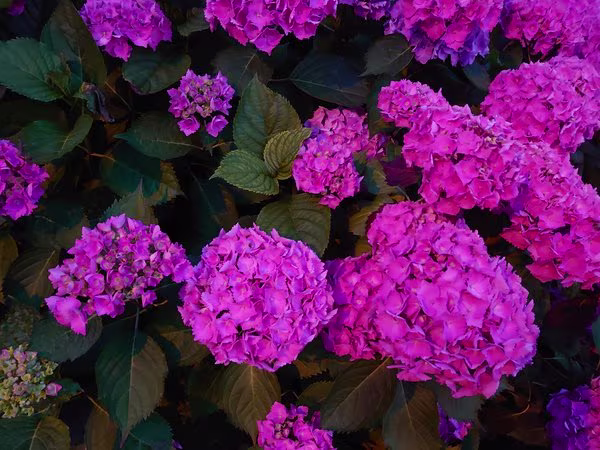 Sony Xperia 1 image sample