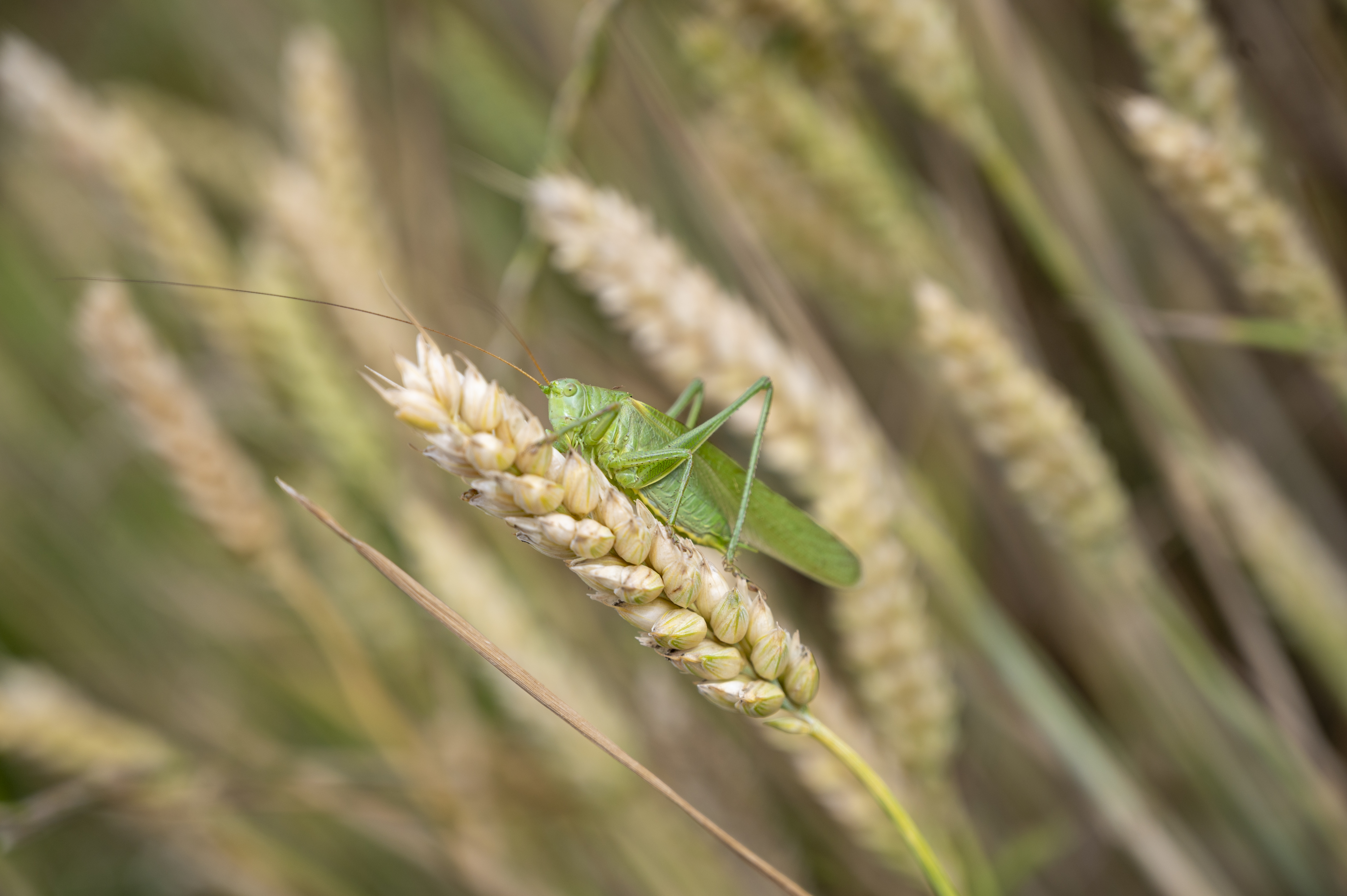 Champ de céréales ( blé) 8.jpg