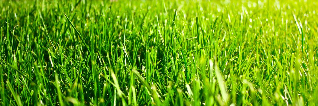 Espaces verts - Info de printemps 2025