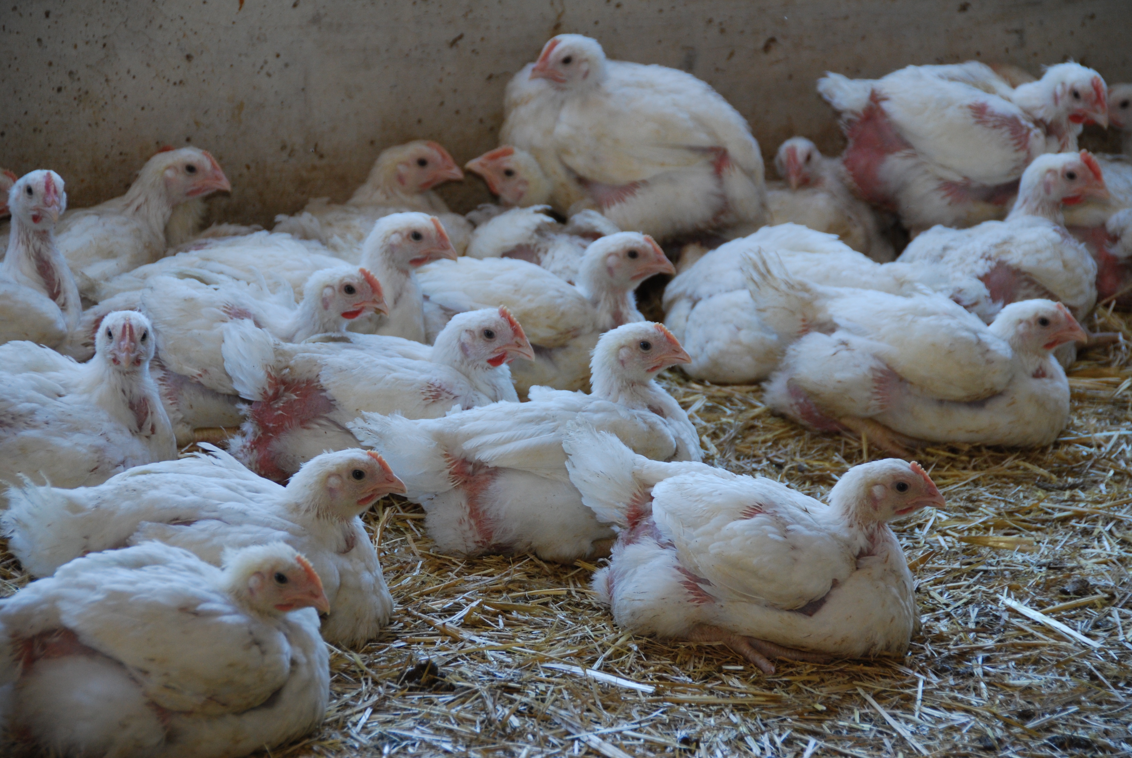 Poulets avancés 4 semaines