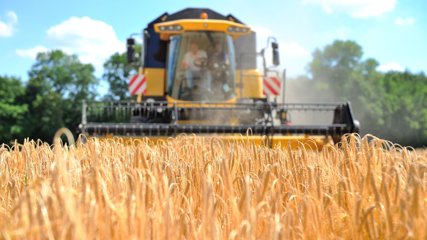 Ölsaaten: Raps / Sojabohnen / Sonnenblumen 