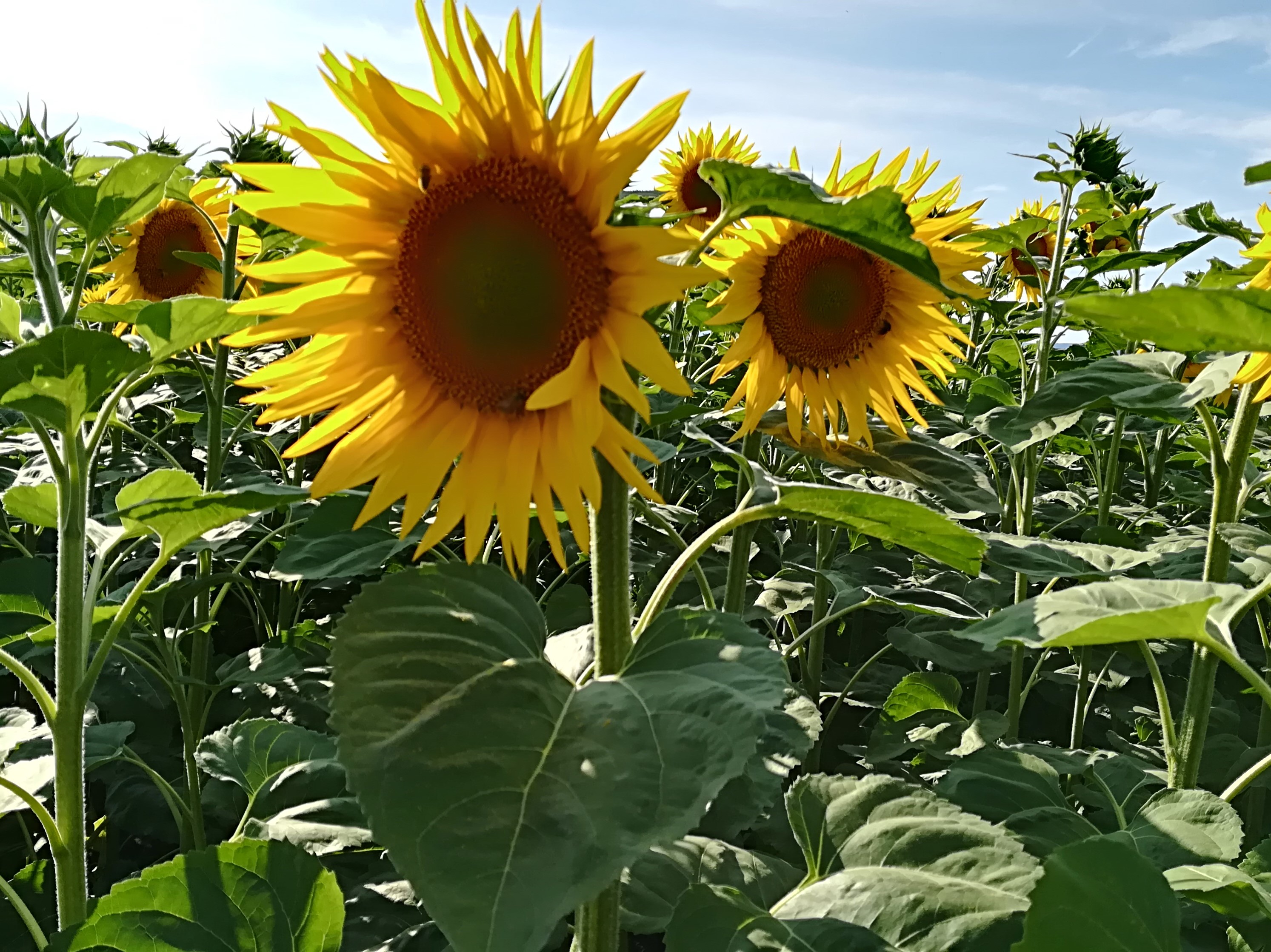 Sonnenblume 4zu3.jpg
