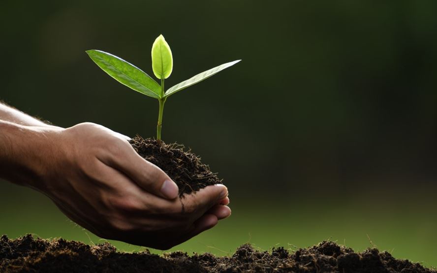 Pflanzenstaerkung 979x611px