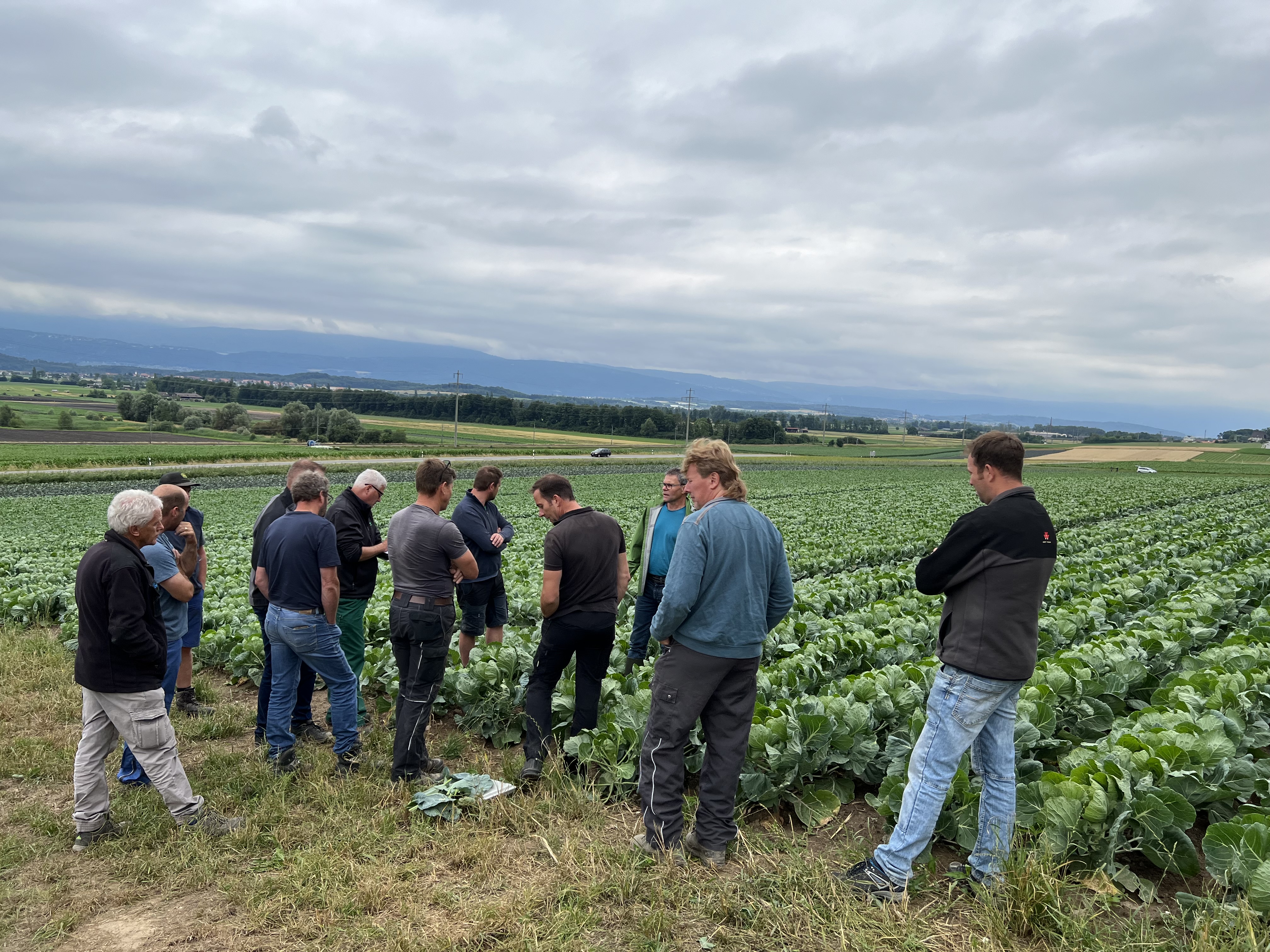Bild Flurbegehung Rosenkohl