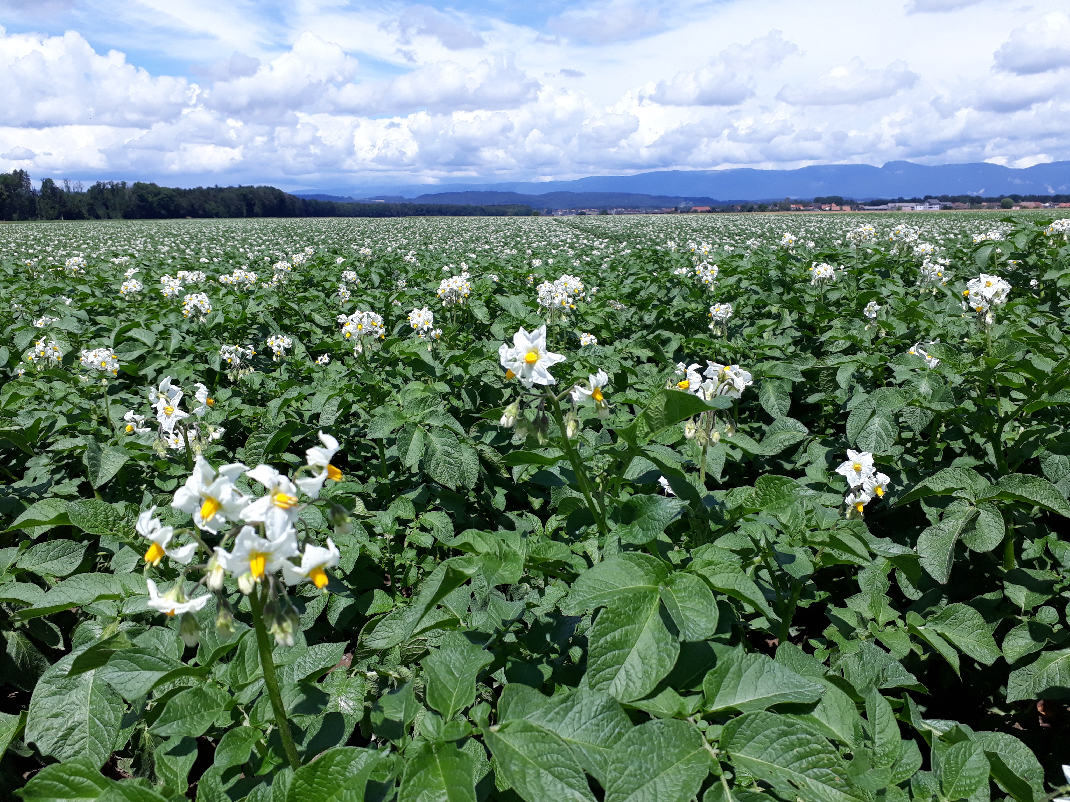 blühende Kartoffel.jpg