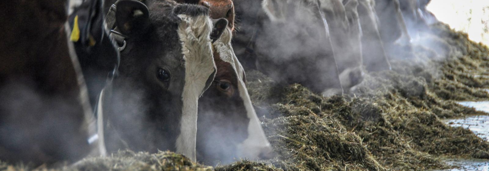 Hero, Agrar, Trocknungsanlage, Kühe fressen Raufutter