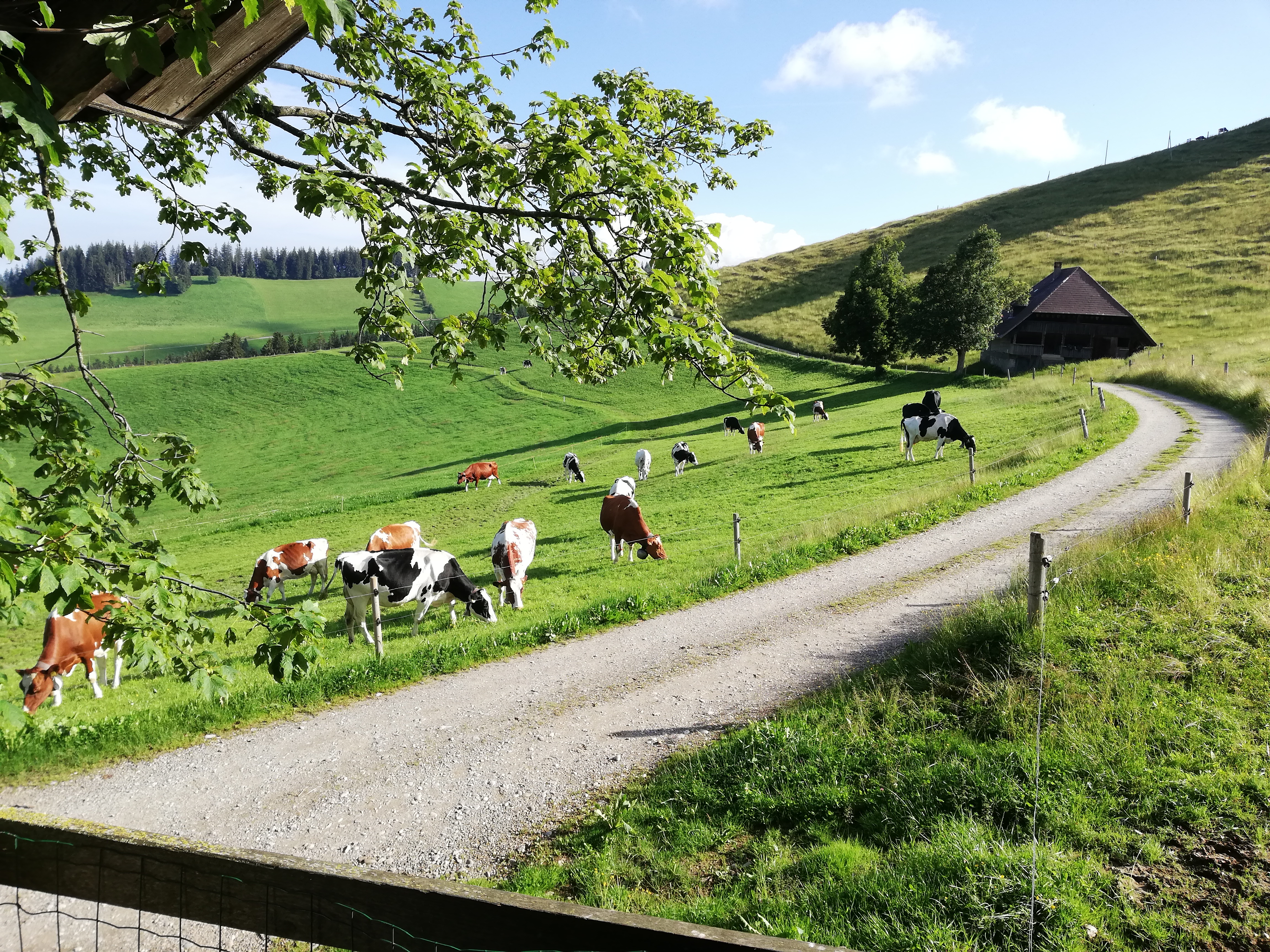 Familie Schenk Rämisgummen - Kuh