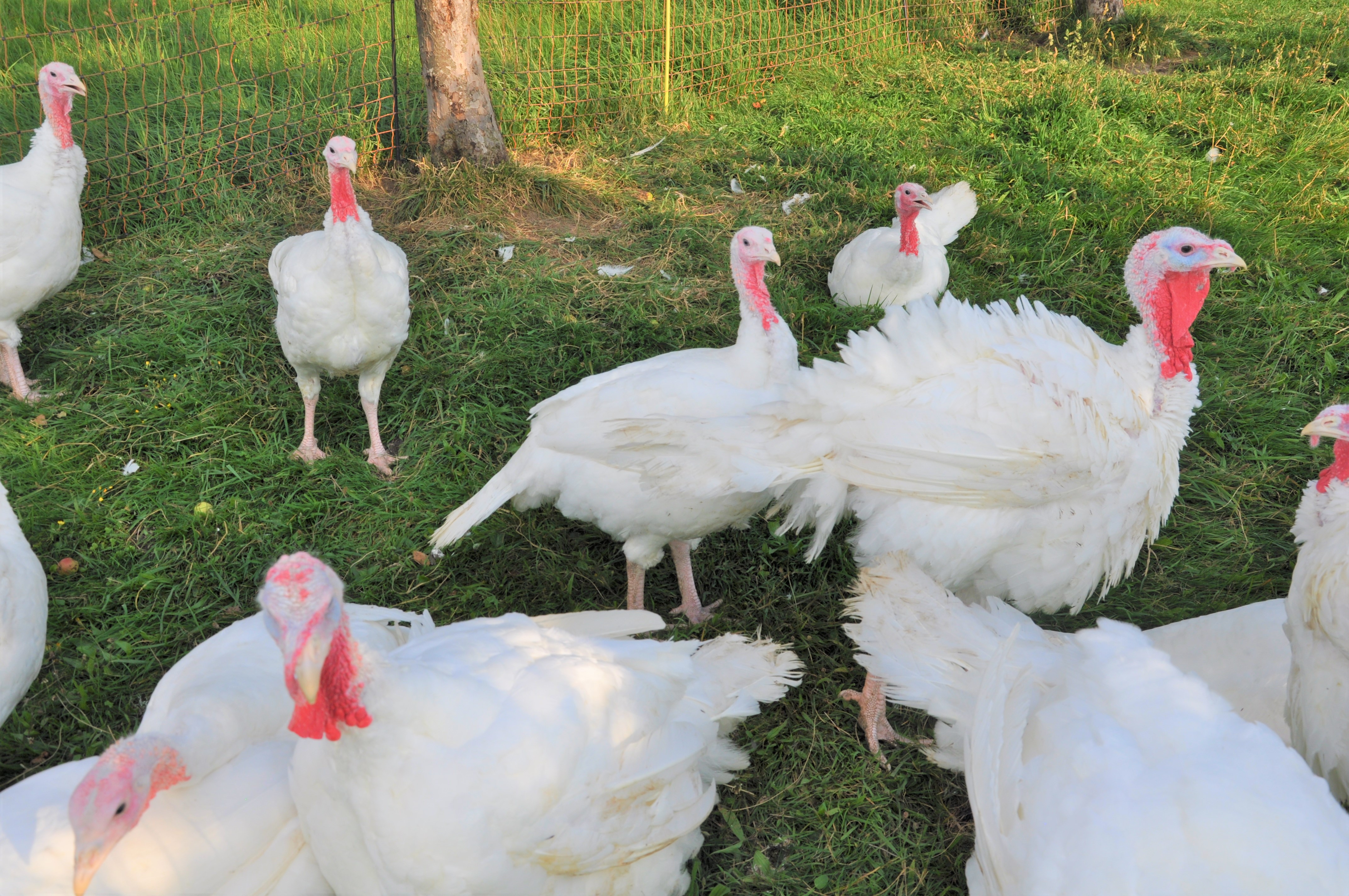 Biglers Hofprodukte - Truthahn