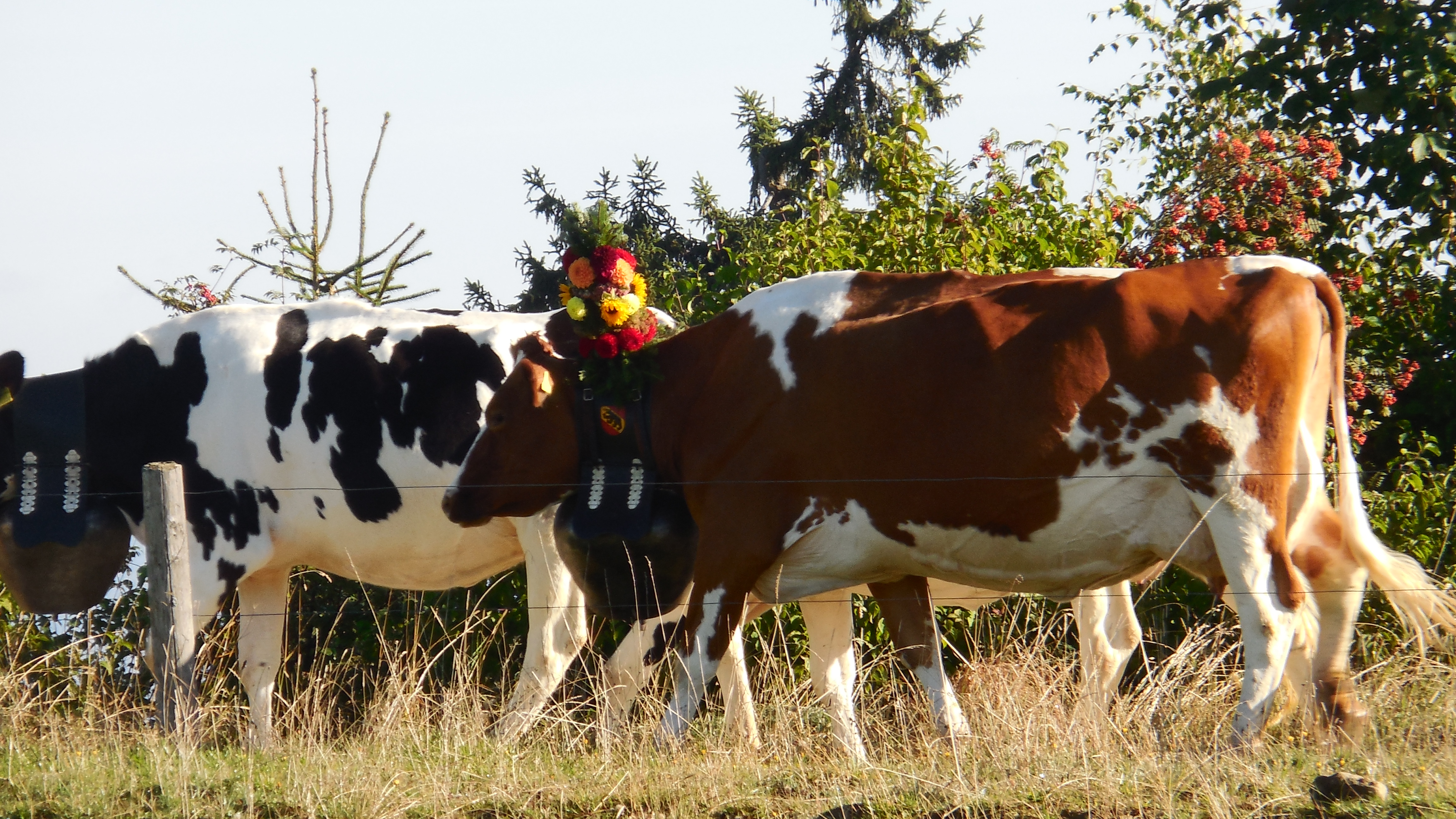Familie Schenk Rämisgummen Kühe
