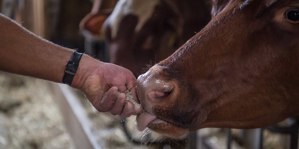 Hygiène d'étable et de laiterie