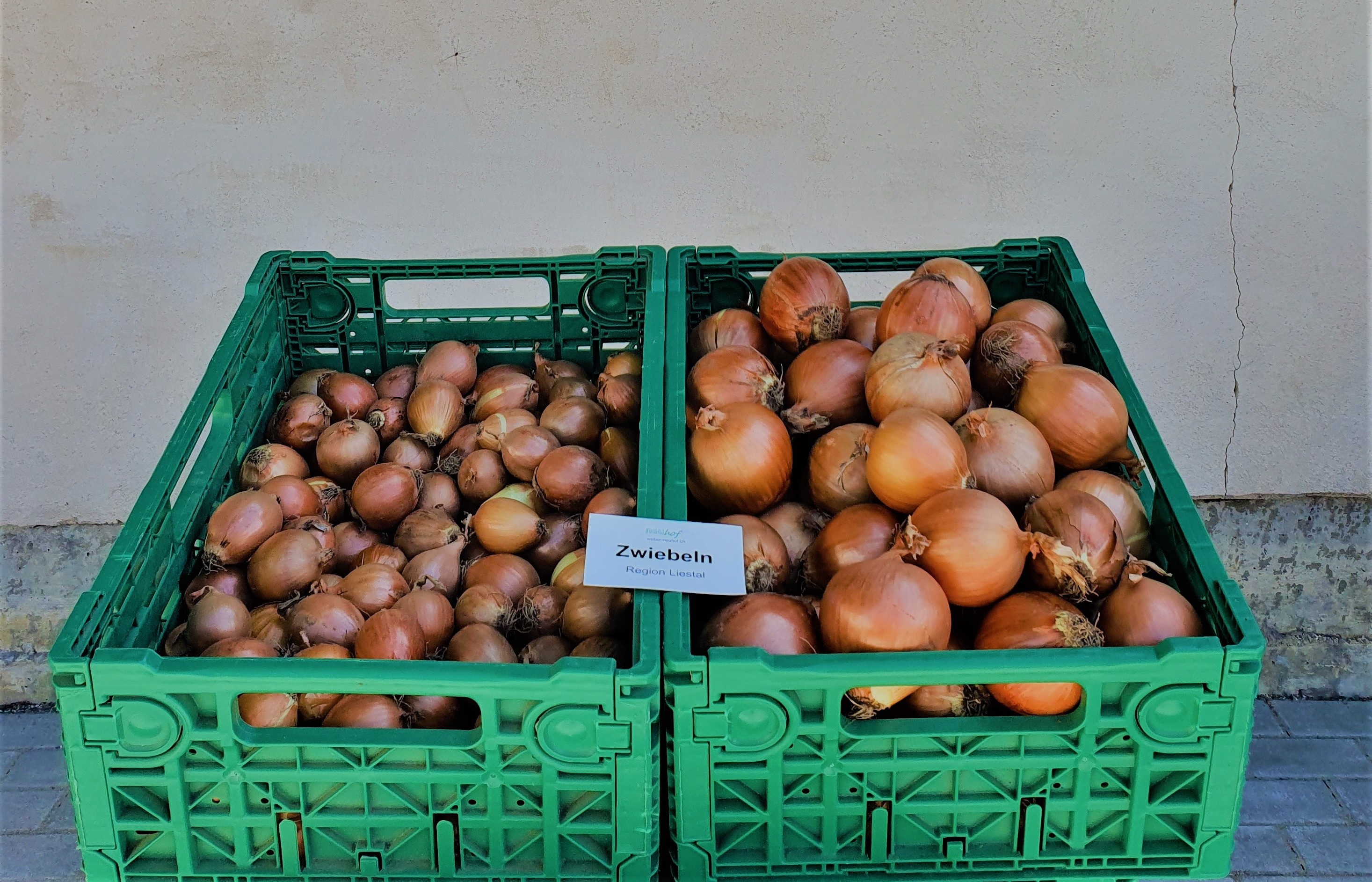 Zwiebeln