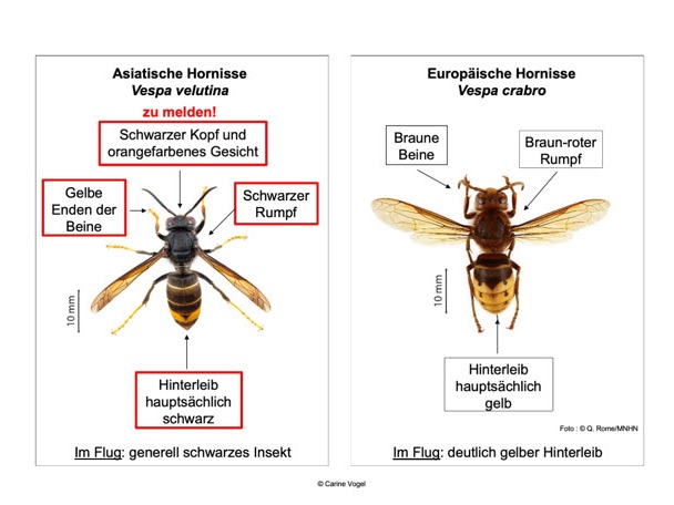 Vergleich Asiatische/Europäische Hornisse