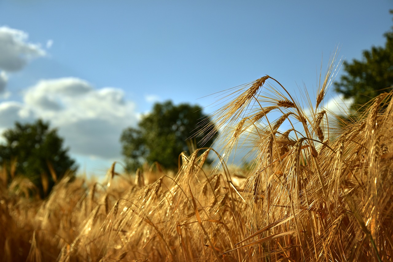 grain-field-g2de76b218_1280.jpg