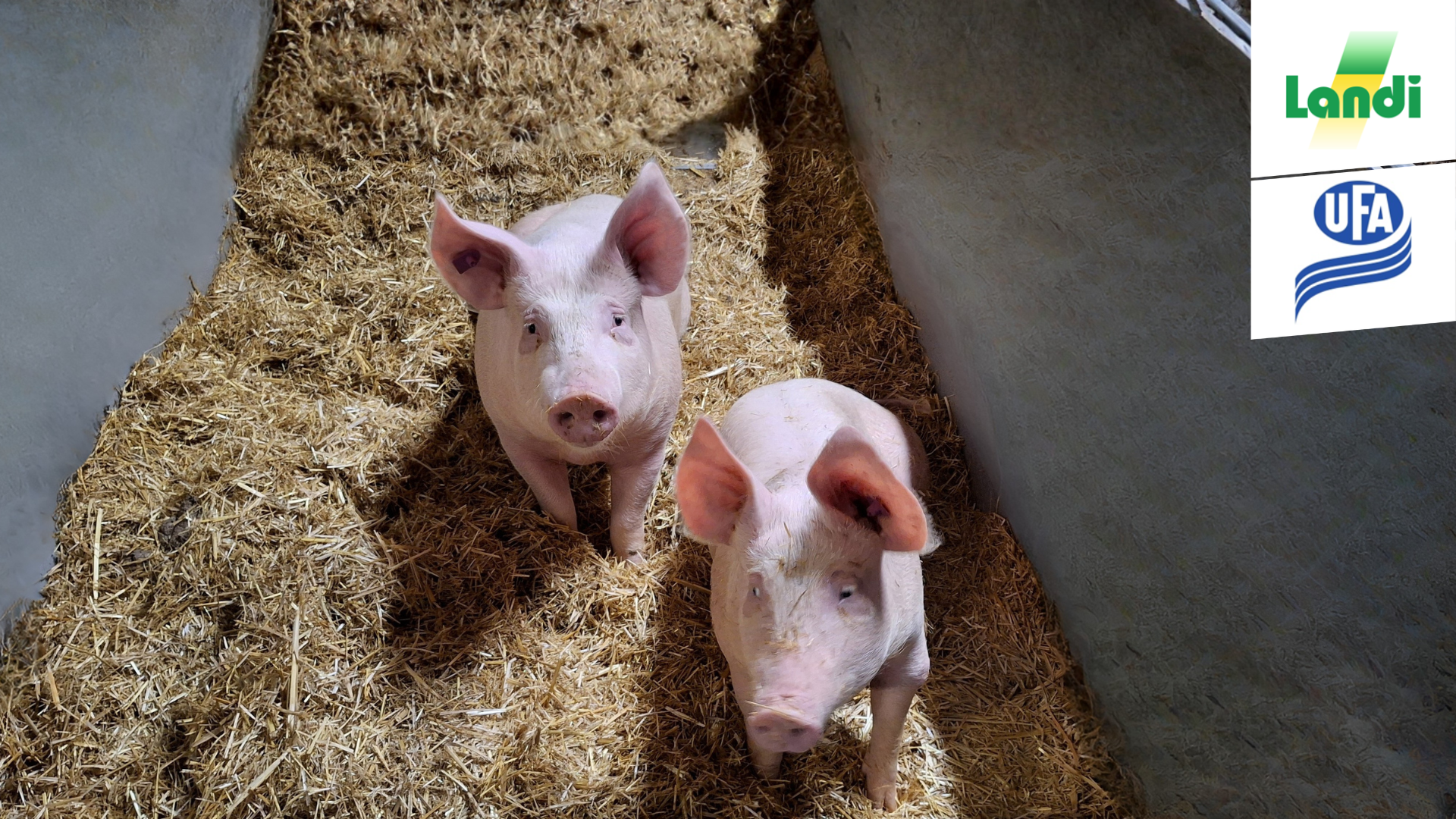 Wirtschaftliche Schweinehaltung