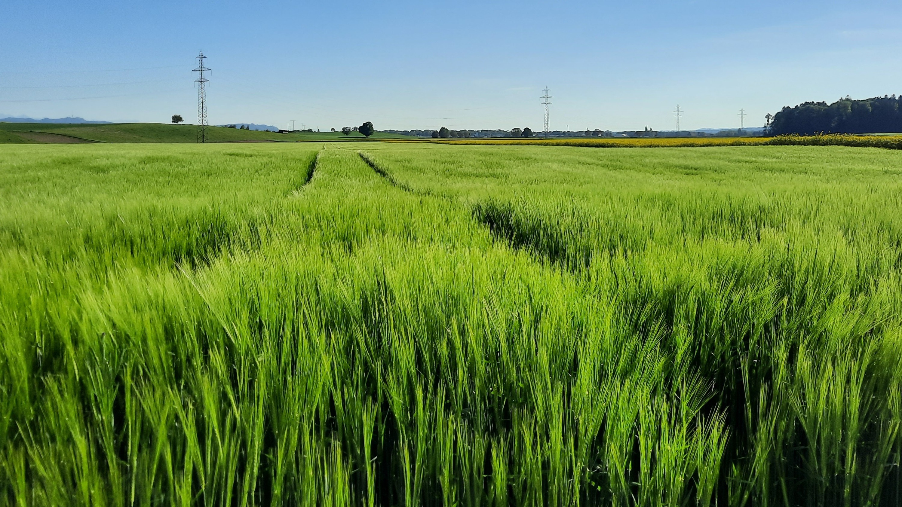 Getreide- und Ölsaatenernte 2025